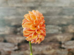 Florelie Angostura