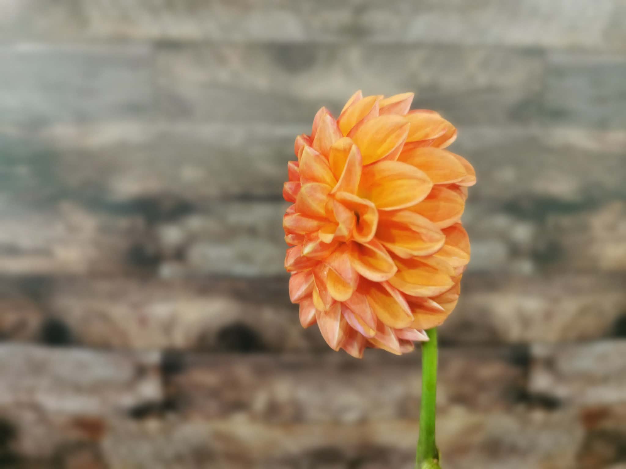 Florelie Angostura