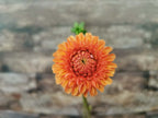 Florelie Angostura