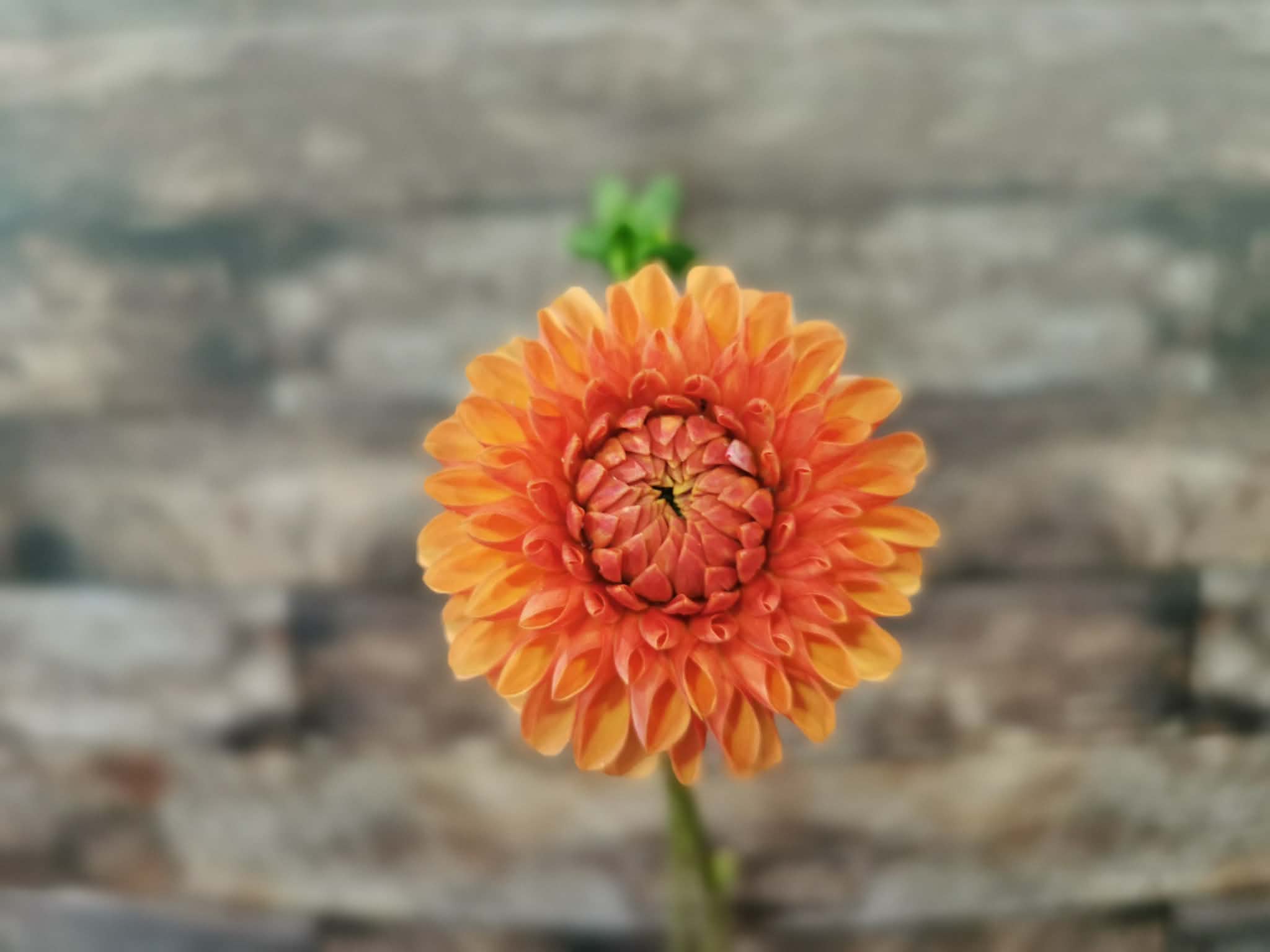 Florelie Angostura