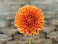 Florelie Angostura