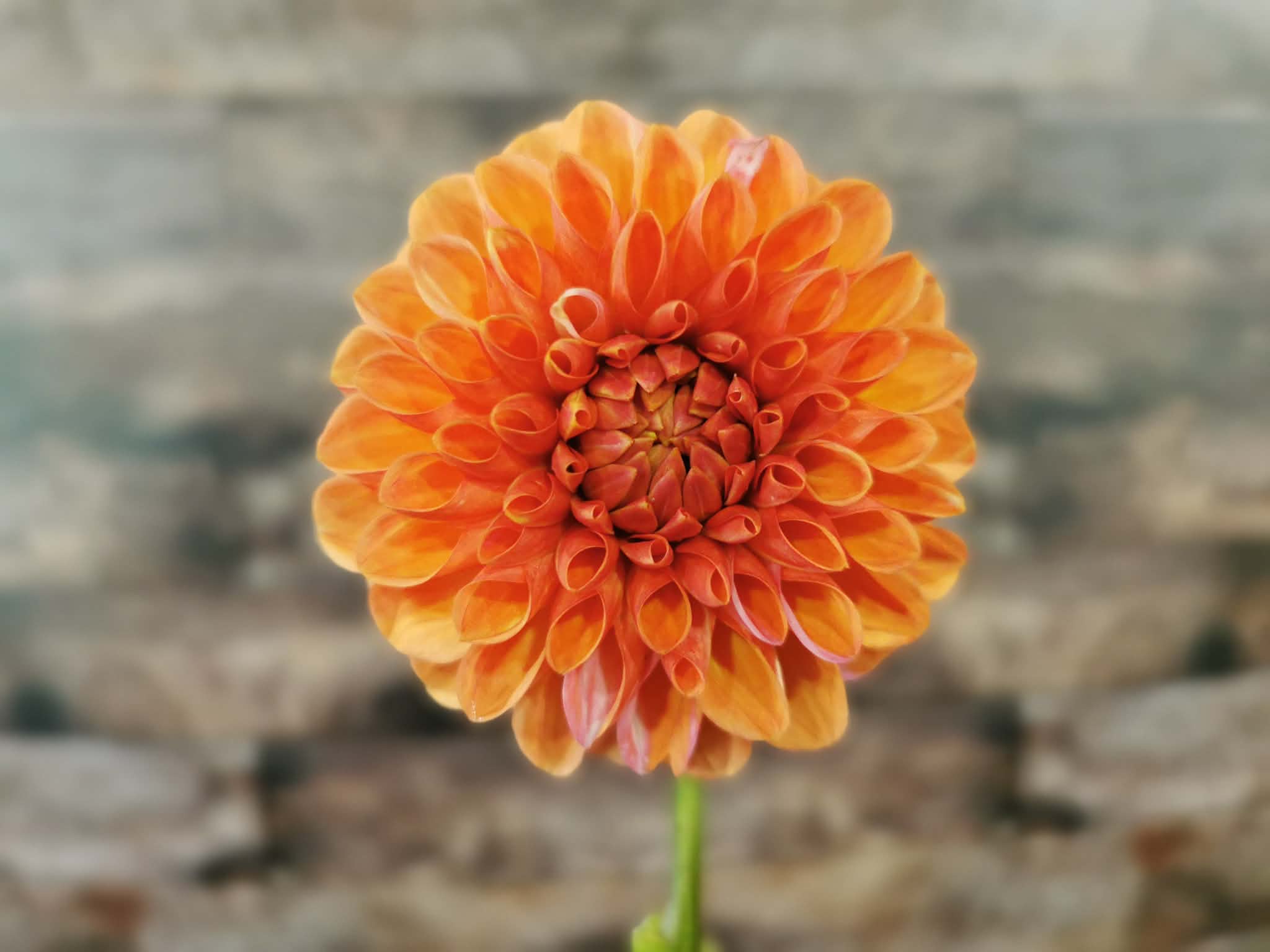 Florelie Angostura