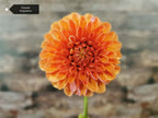 Florelie Angostura