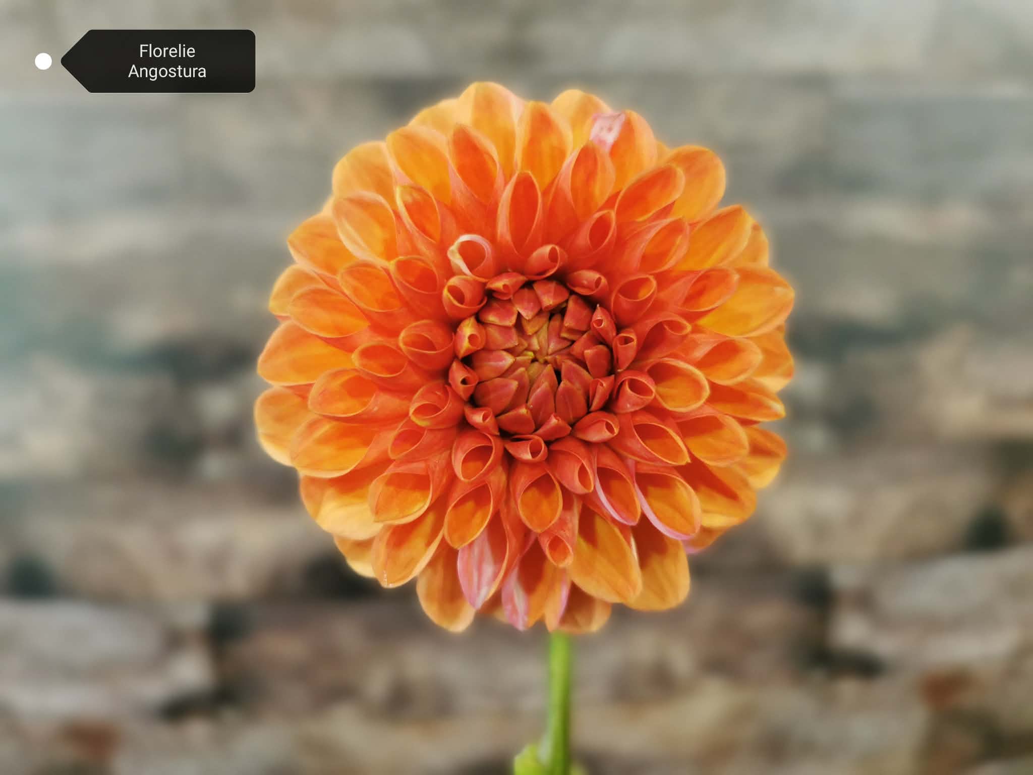 Florelie Angostura