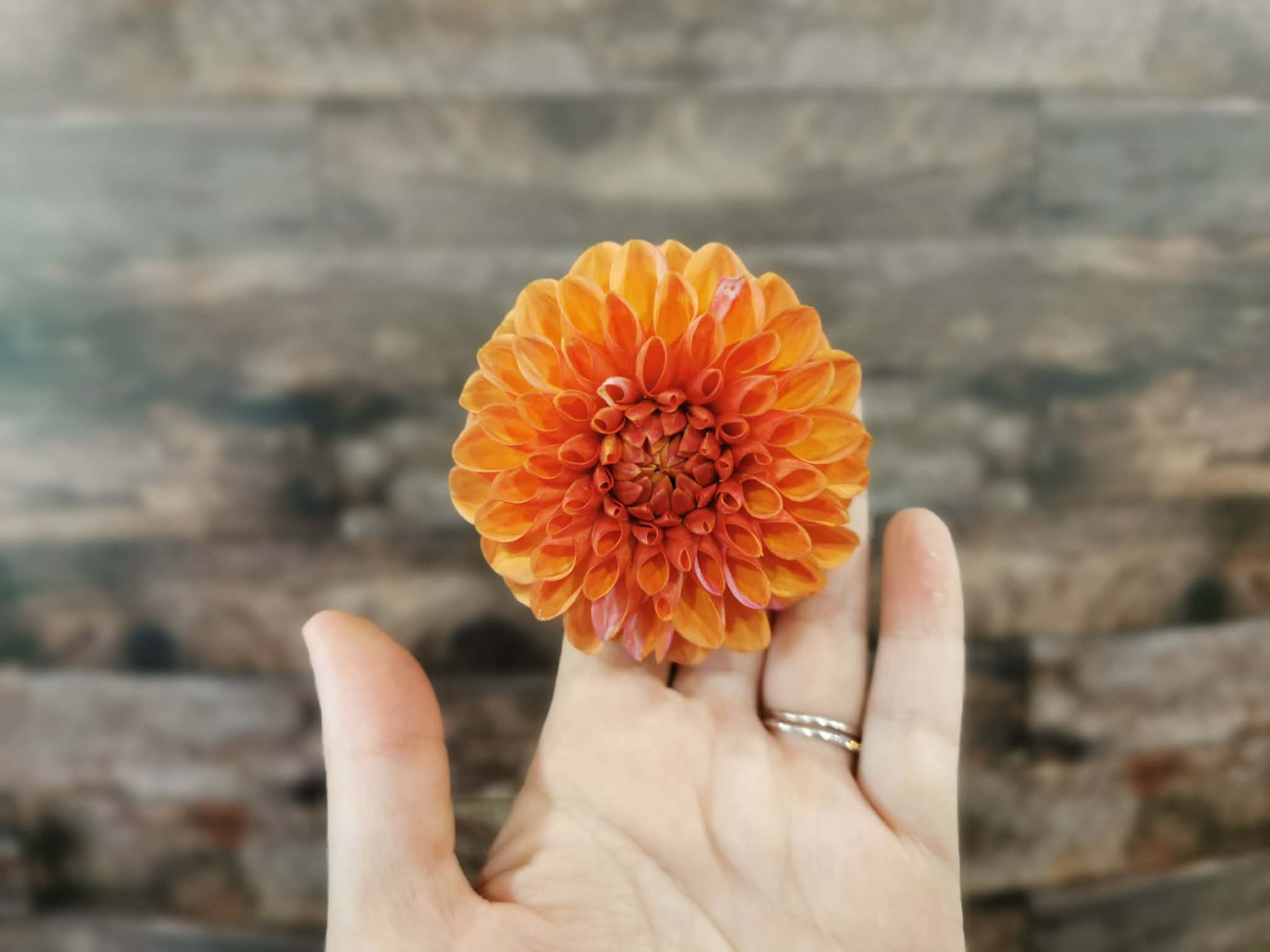 Florelie Angostura