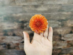 Florelie Angostura