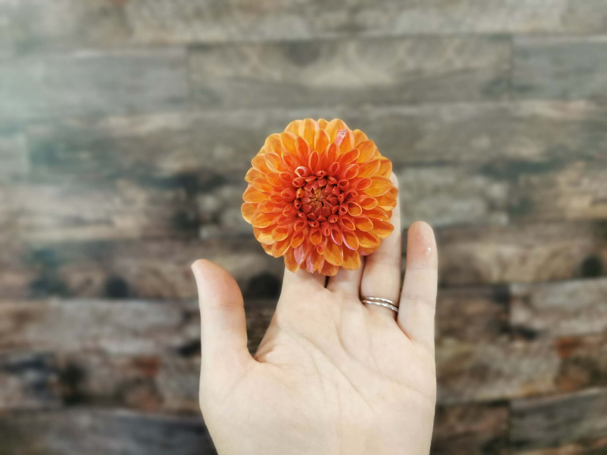 Florelie Angostura