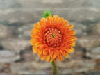 Florelie Angostura