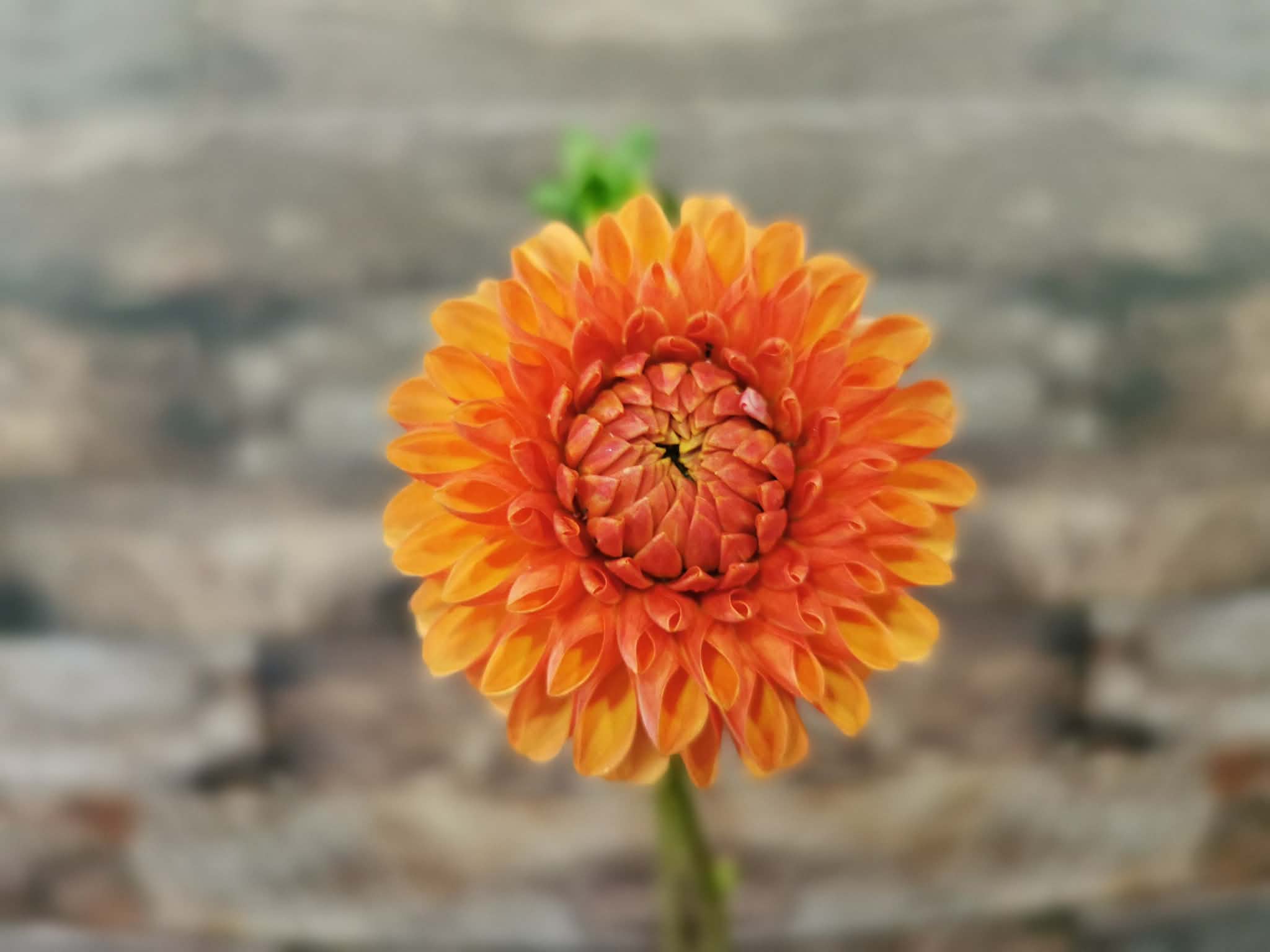 Florelie Angostura