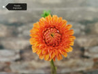 Florelie Angostura