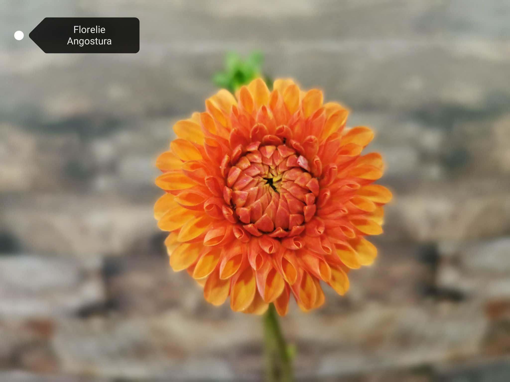 Florelie Angostura