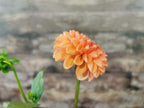 Florelie Angostura