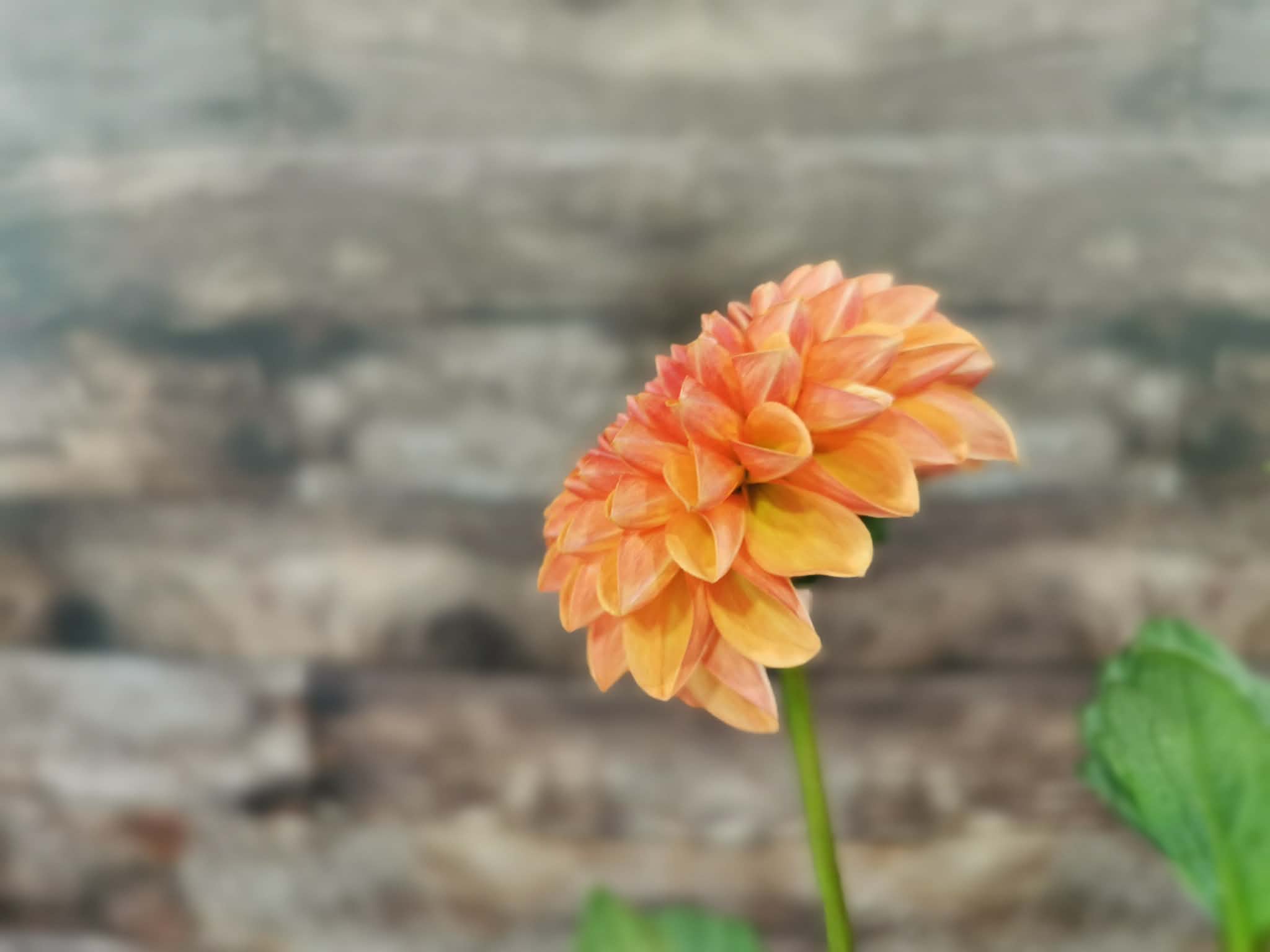 Florelie Angostura