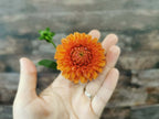 Florelie Angostura