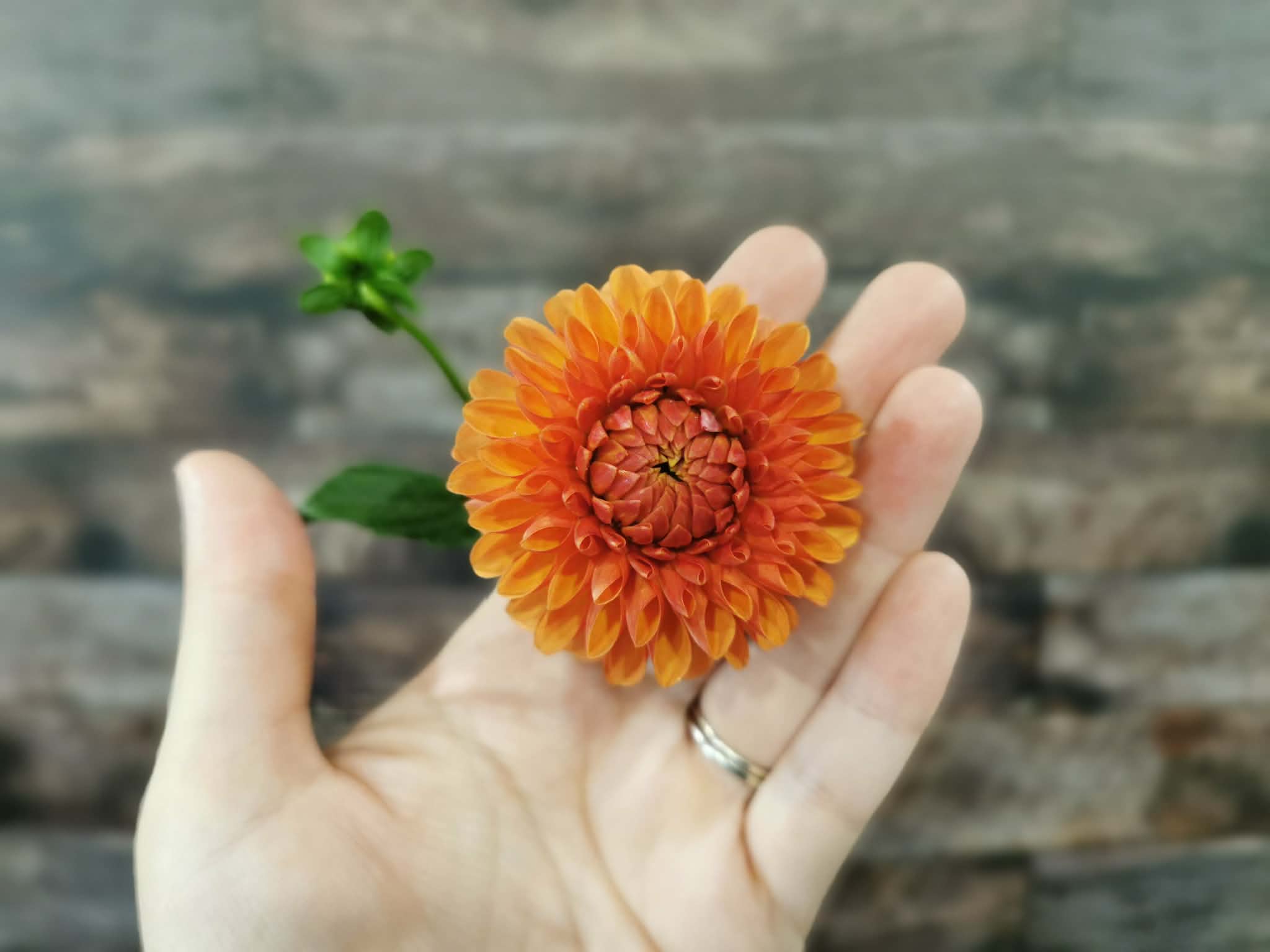 Florelie Angostura