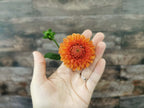 Florelie Angostura