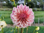 Florelie Antique