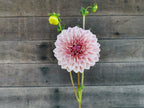 Florelie Antique