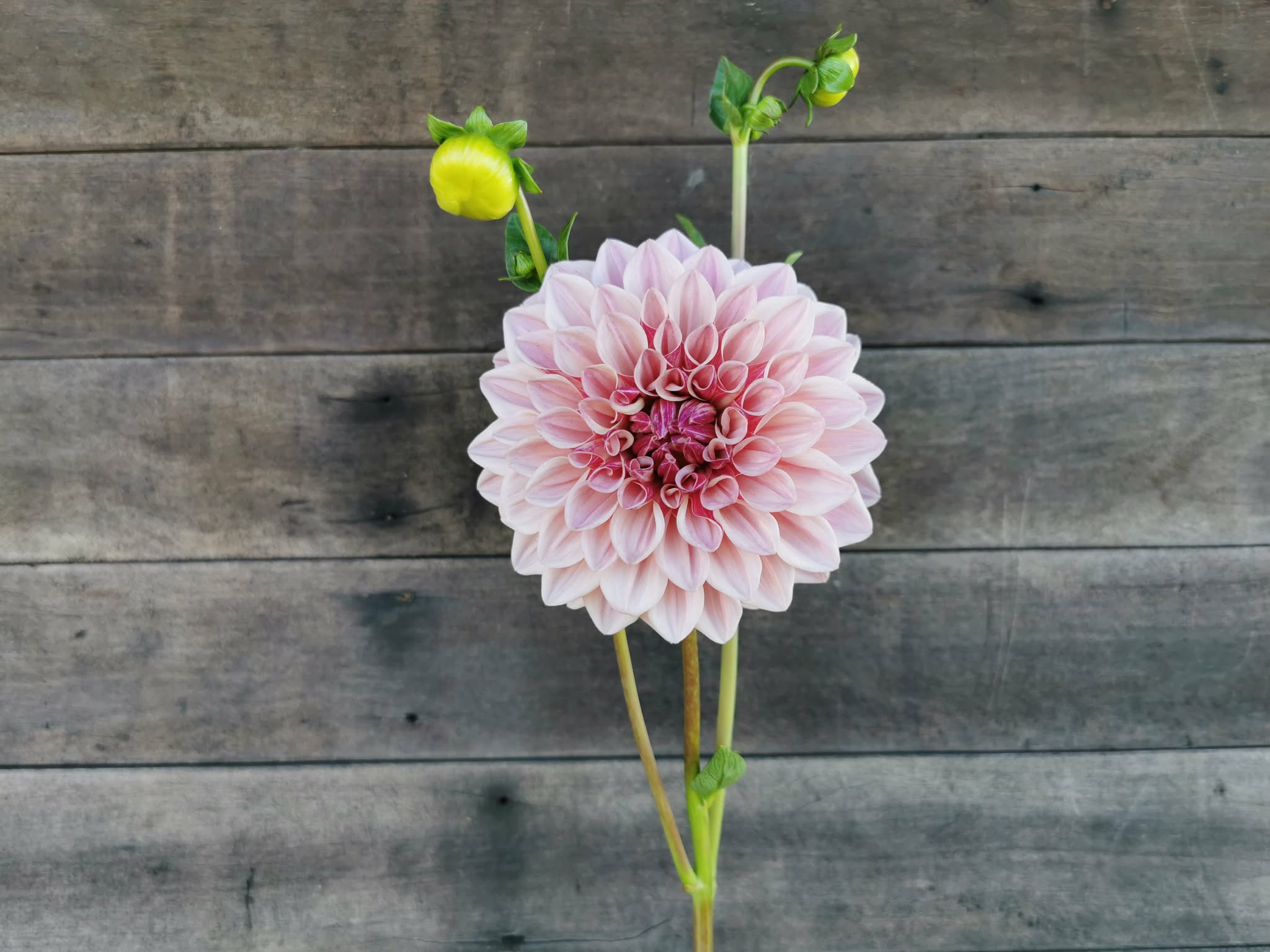 Florelie Antique