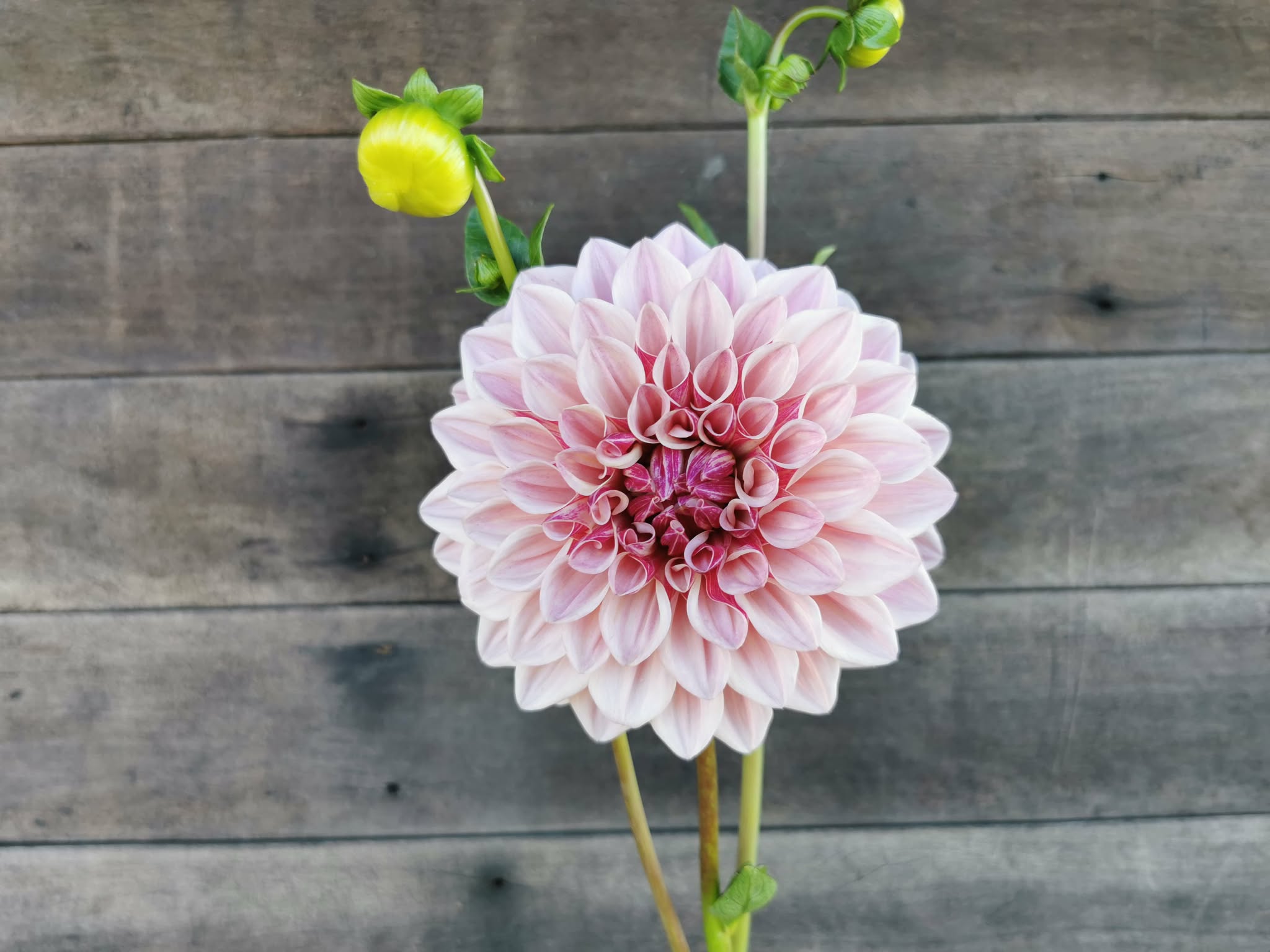 Florelie Antique