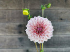 Florelie Antique