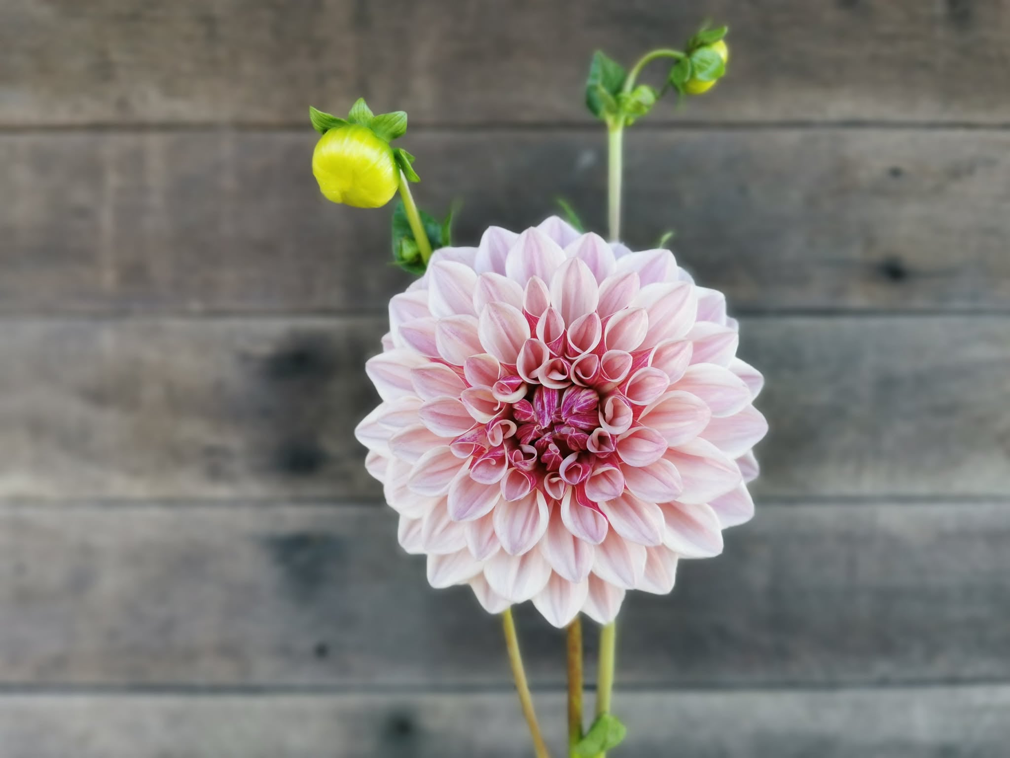 Florelie Antique