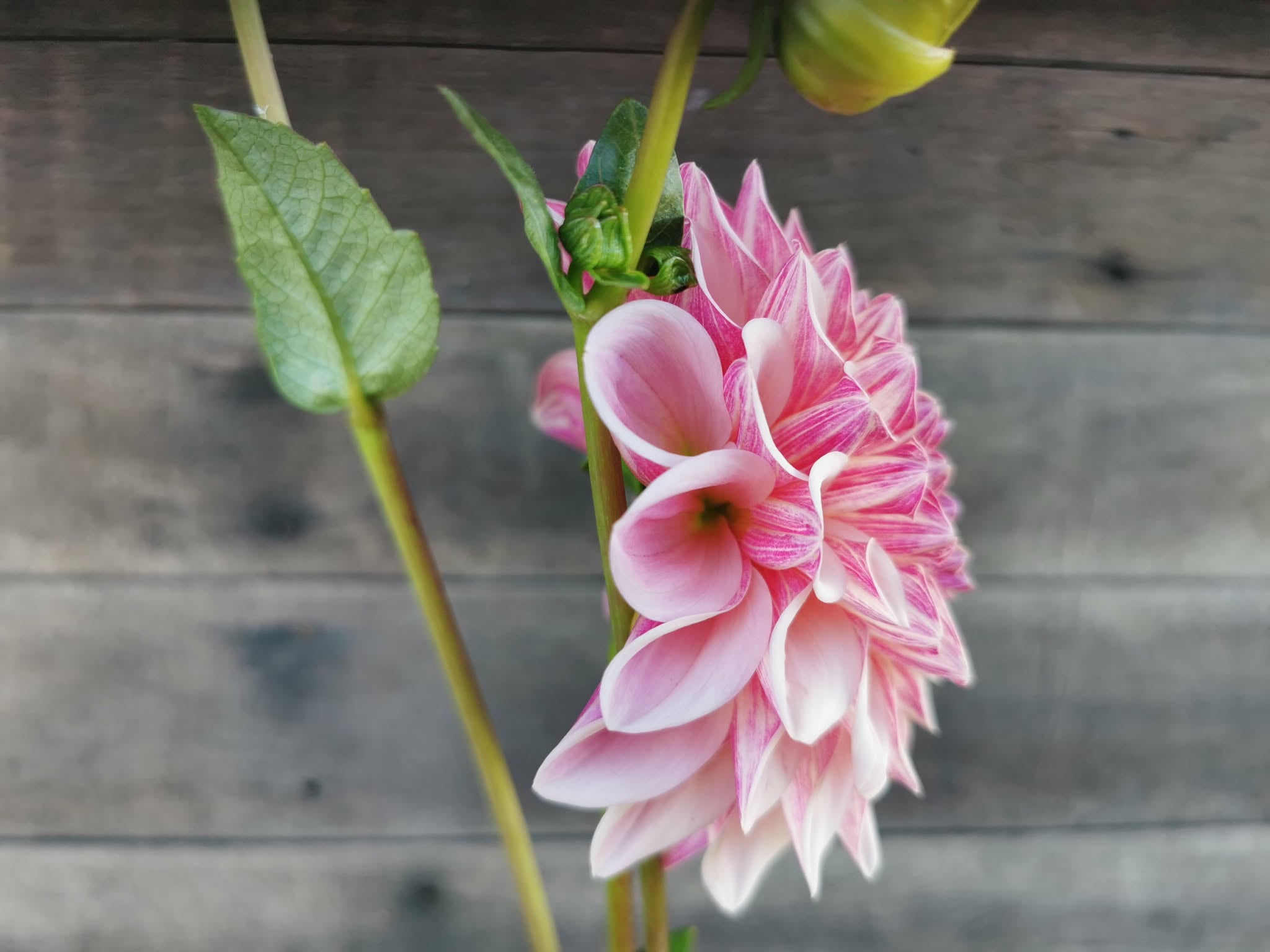 Florelie Antique