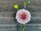 Florelie Antique