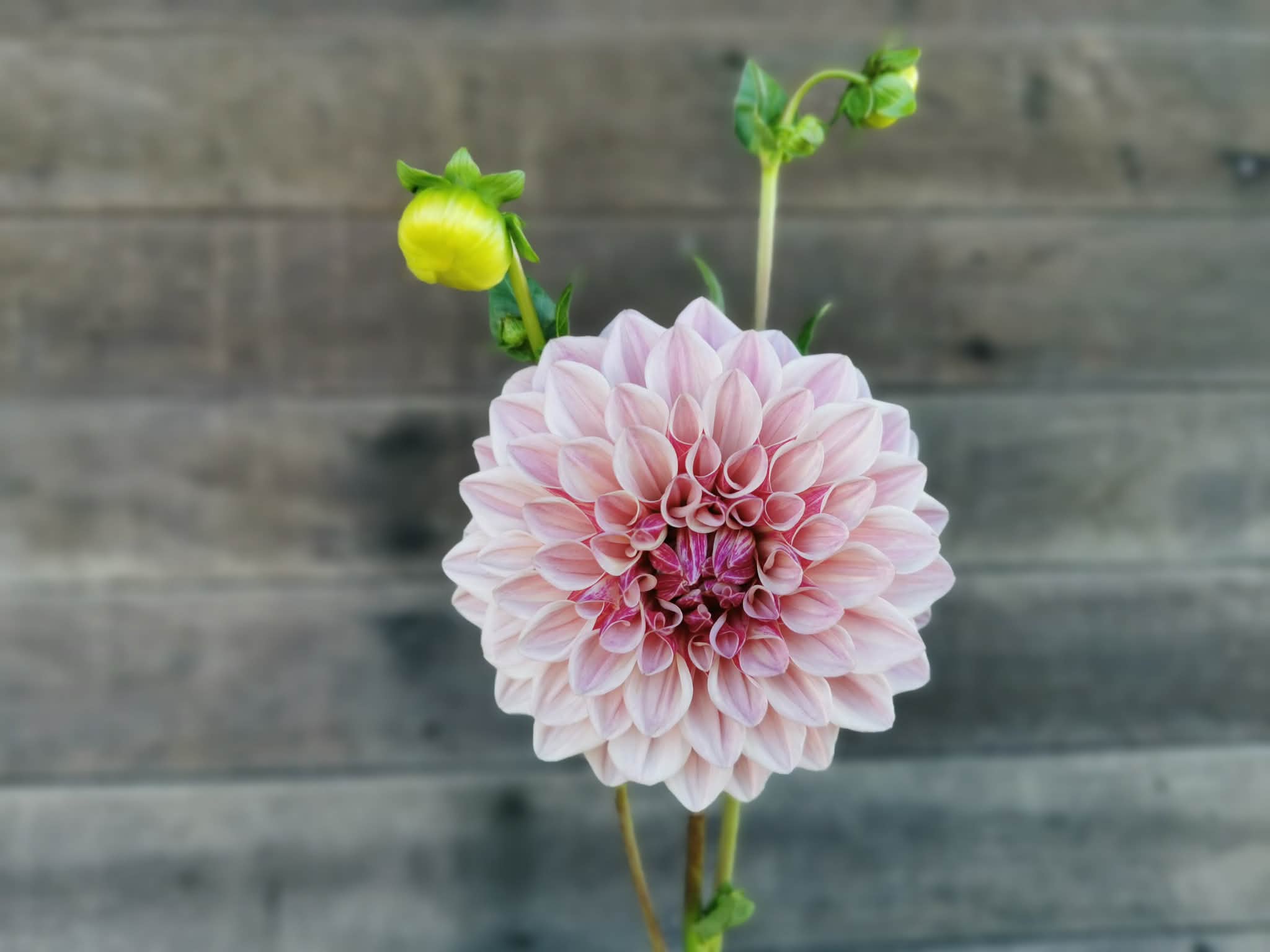 Florelie Antique