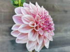Florelie Antique