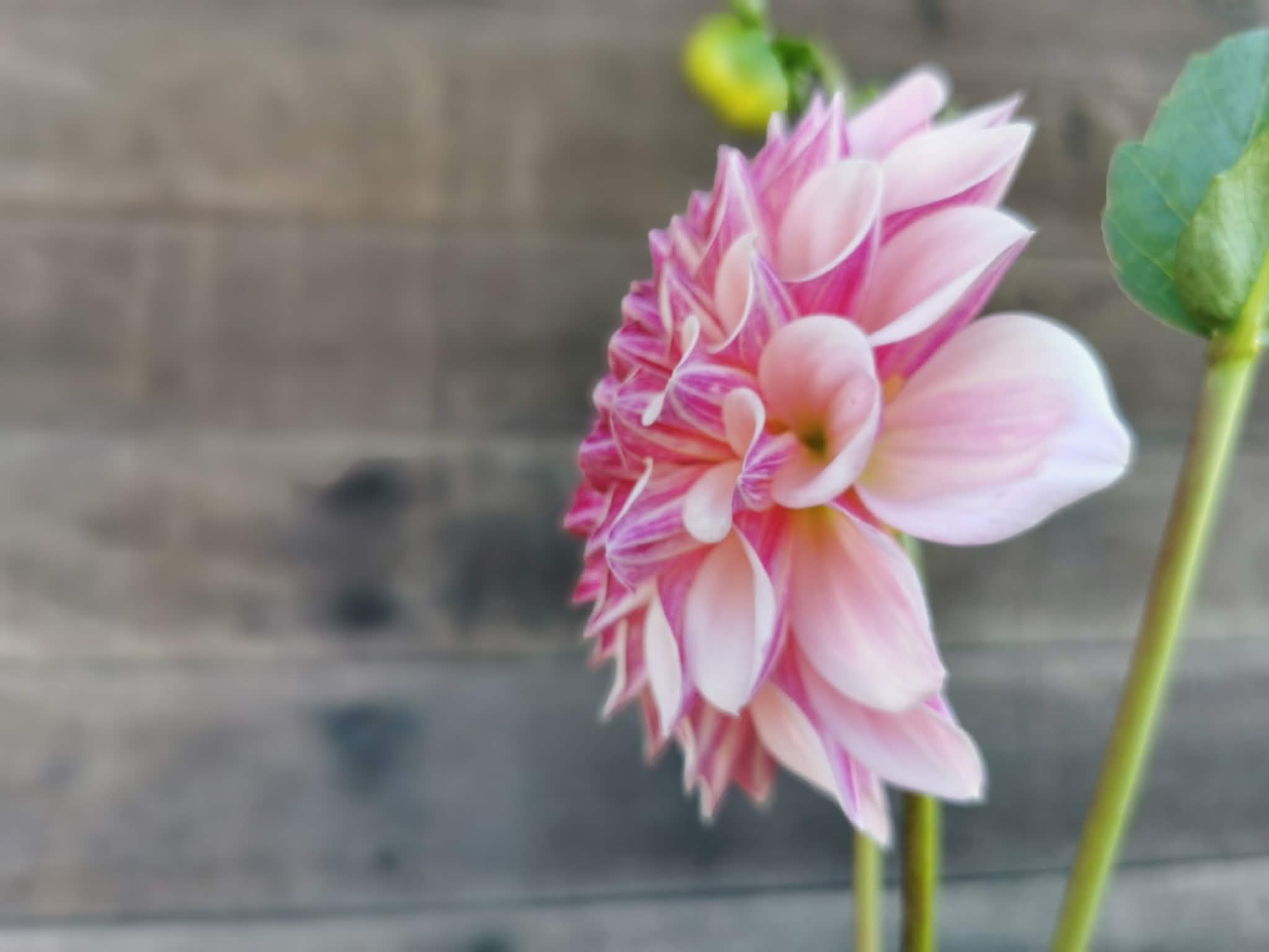 Florelie Antique