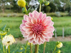 Florelie Antique