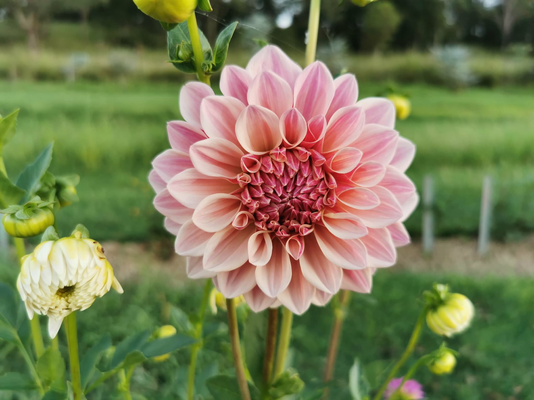Florelie Antique