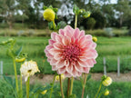 Florelie Antique