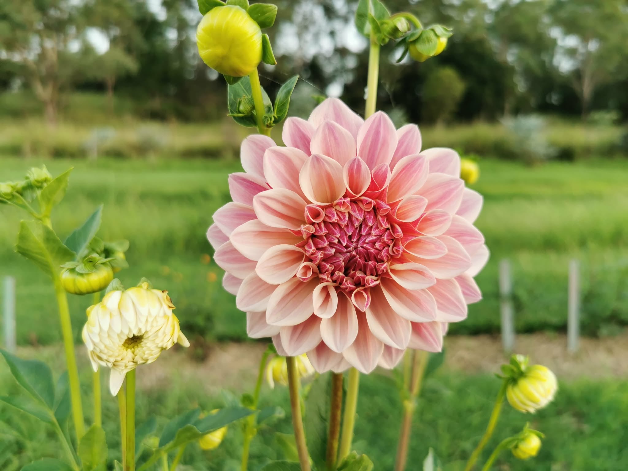 Florelie Antique
