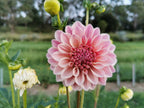 Florelie Antique