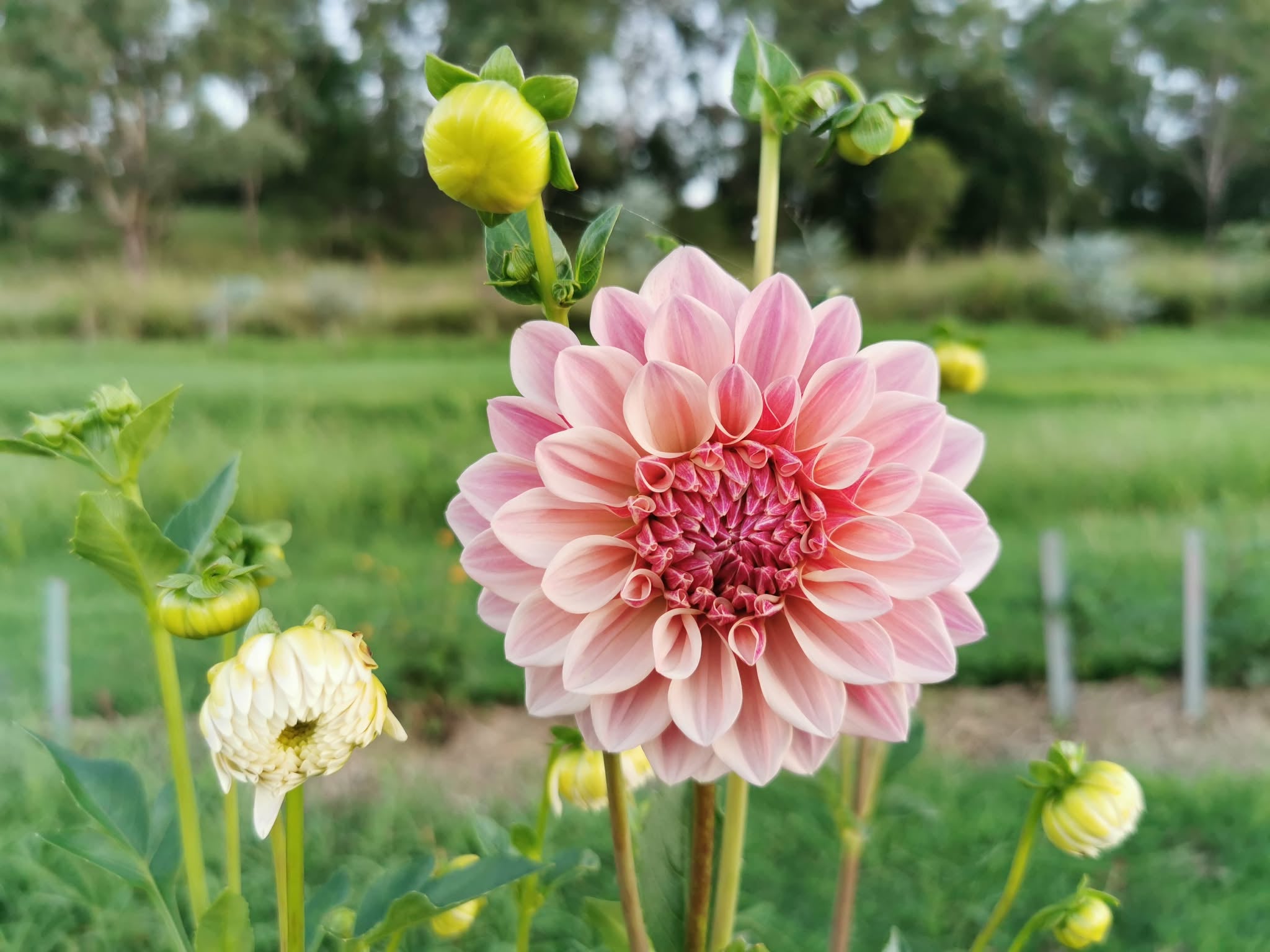 Florelie Antique