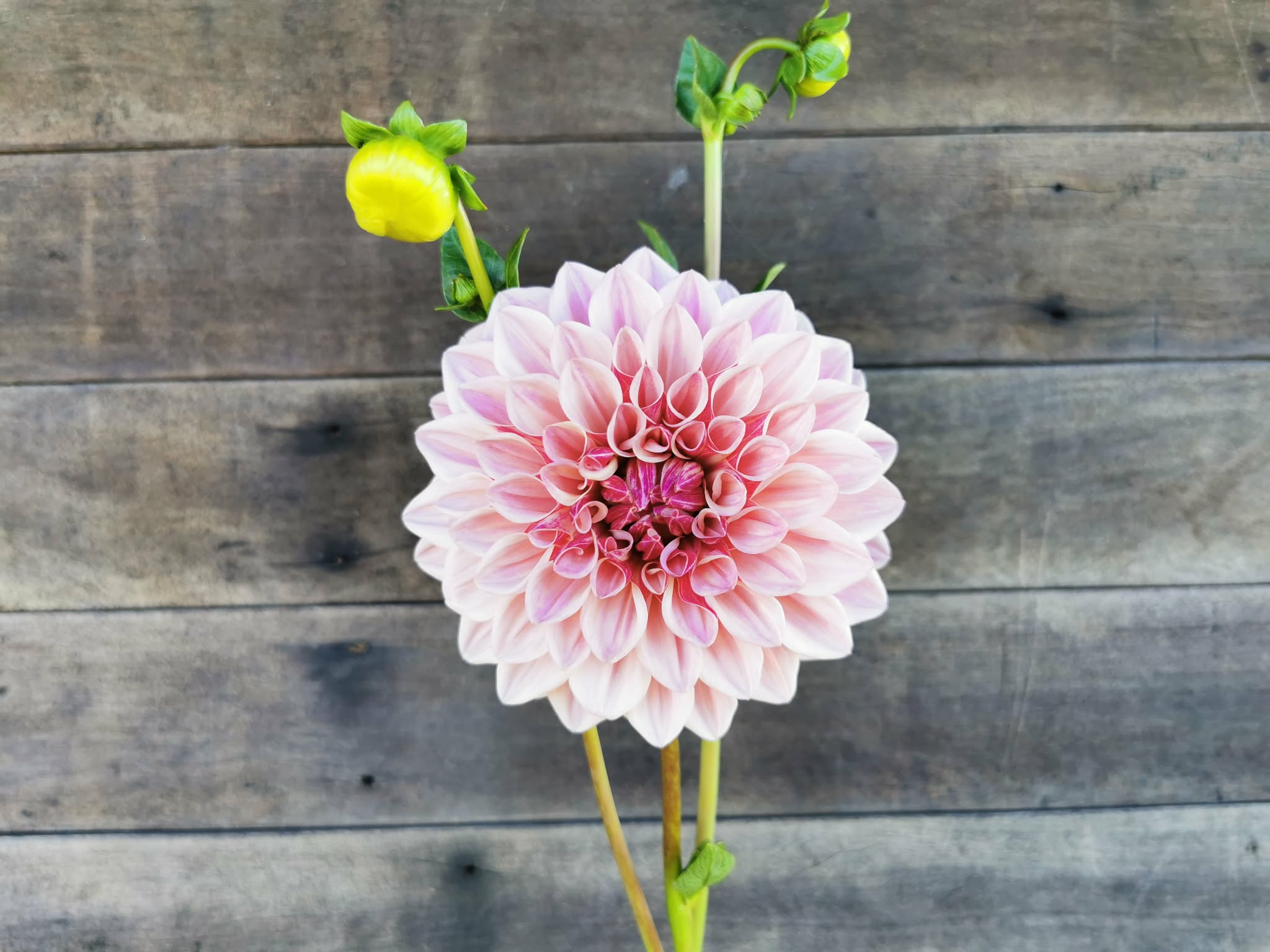 Florelie Antique