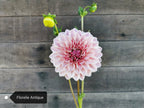 Florelie Antique