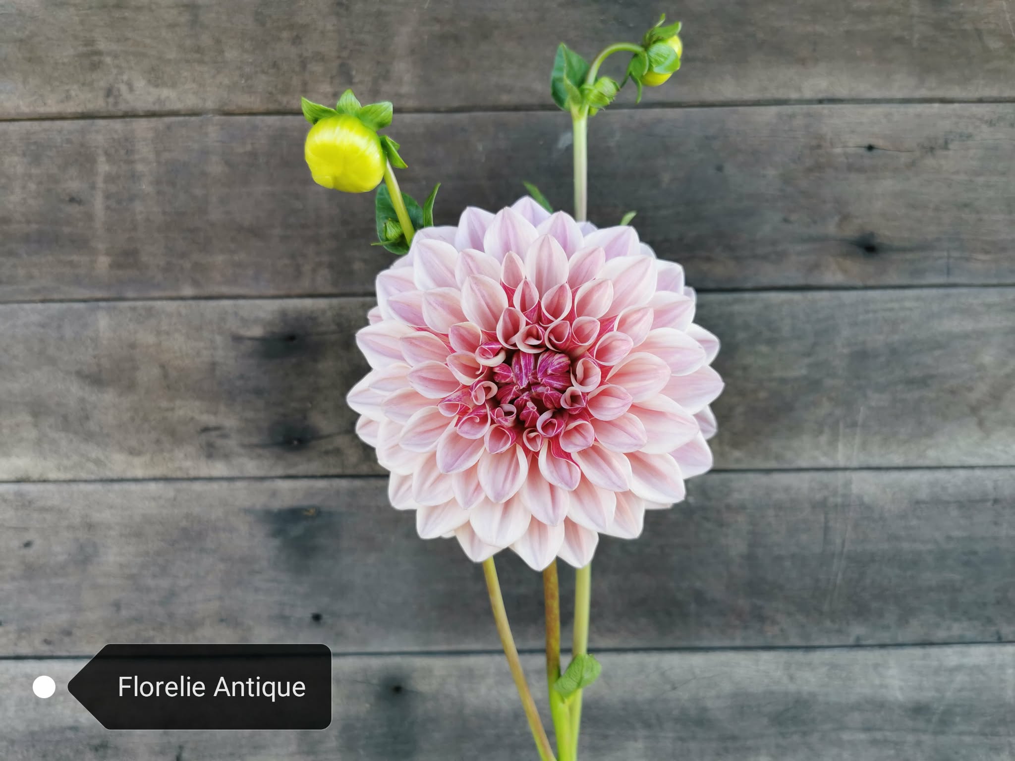 Florelie Antique