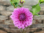 Florelie Baroness