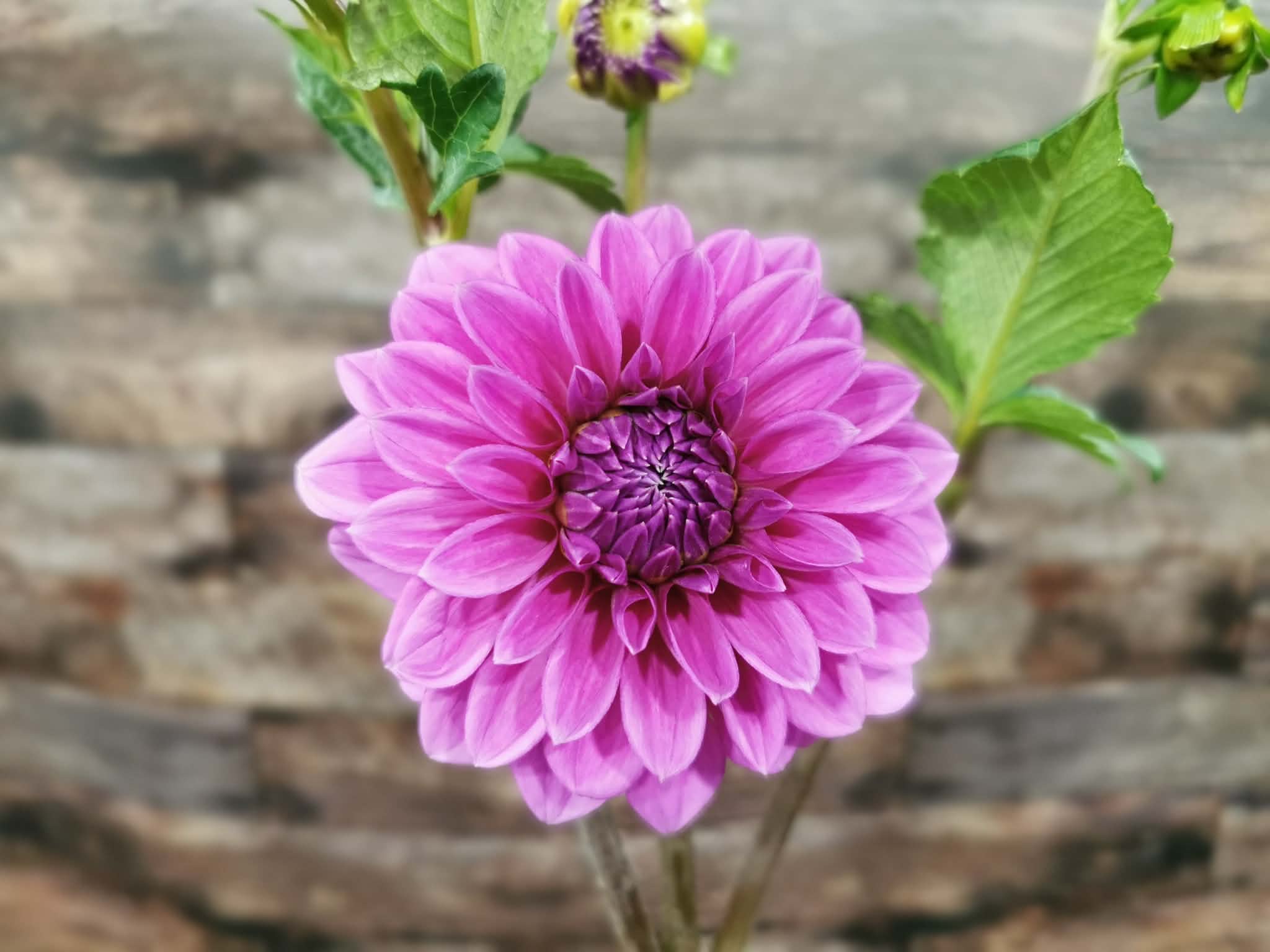 Florelie Baroness