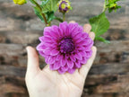 Florelie Baroness