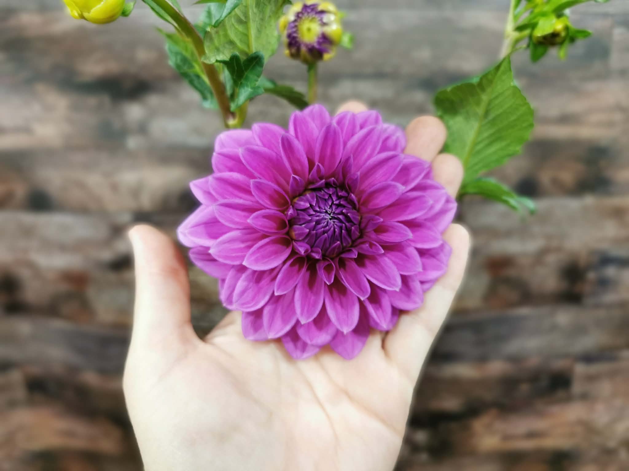 Florelie Baroness
