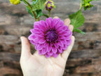 Florelie Baroness