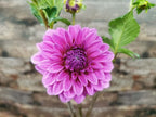Florelie Baroness
