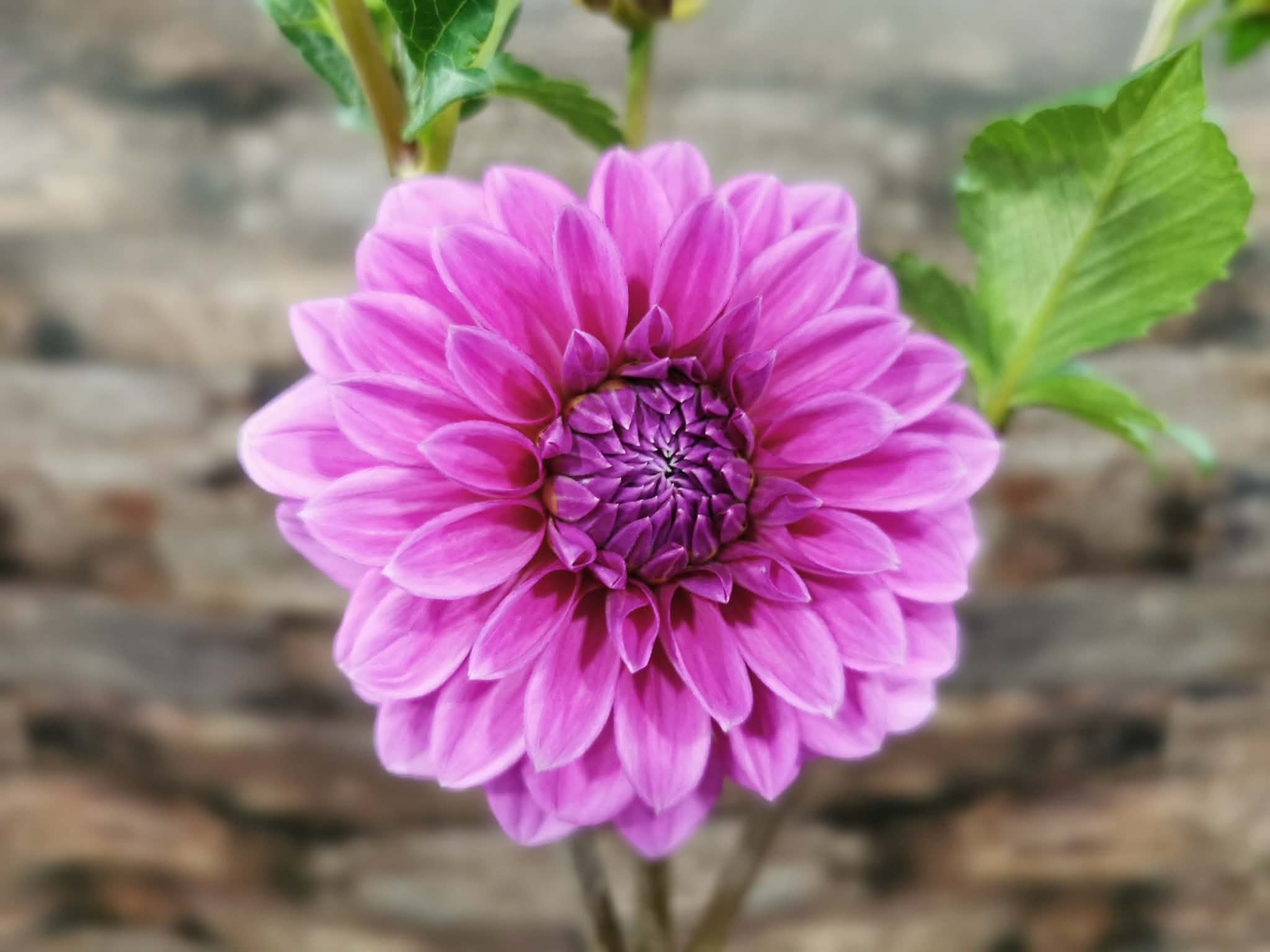 Florelie Baroness