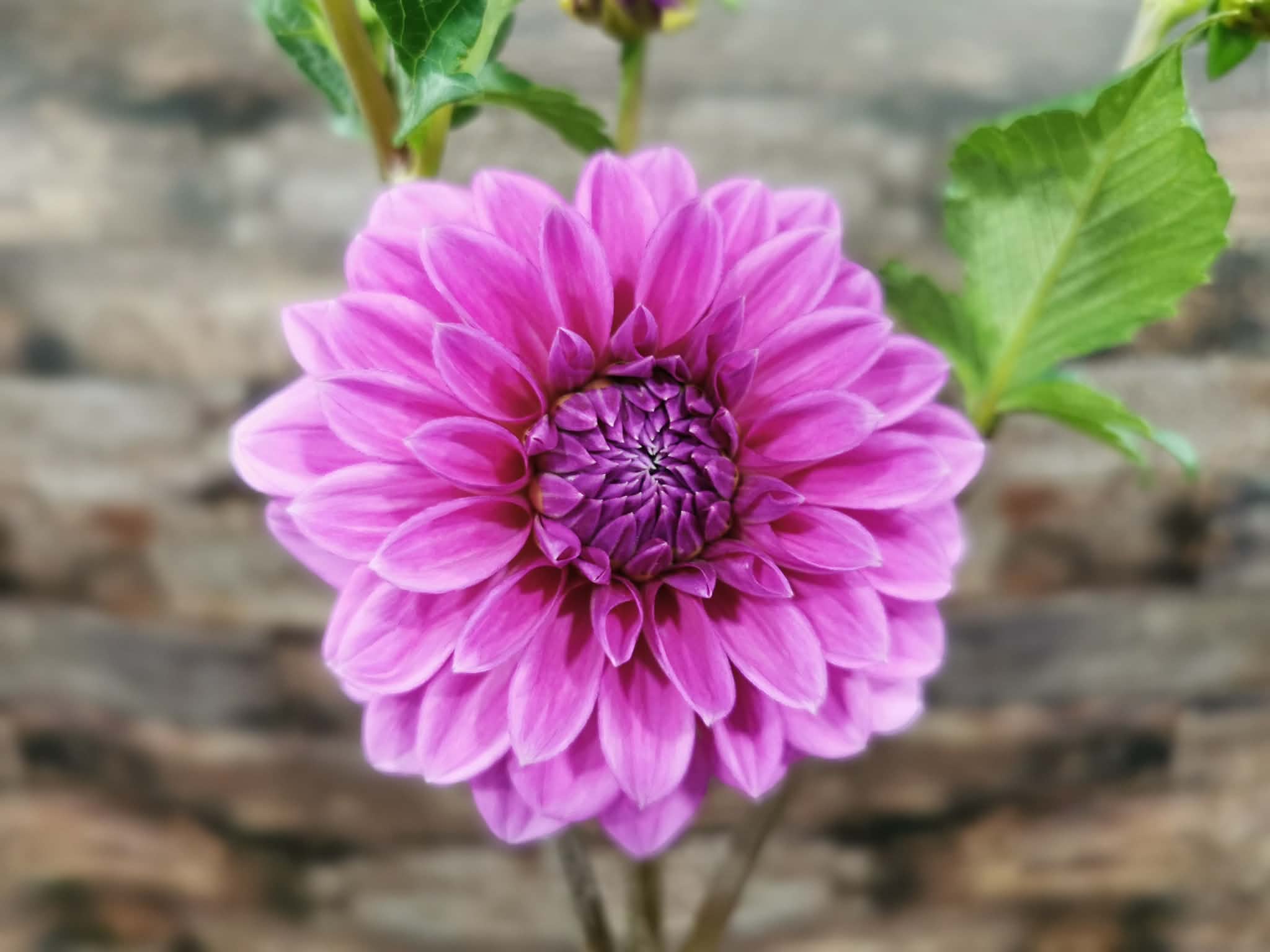 Florelie Baroness
