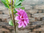 Florelie Baroness