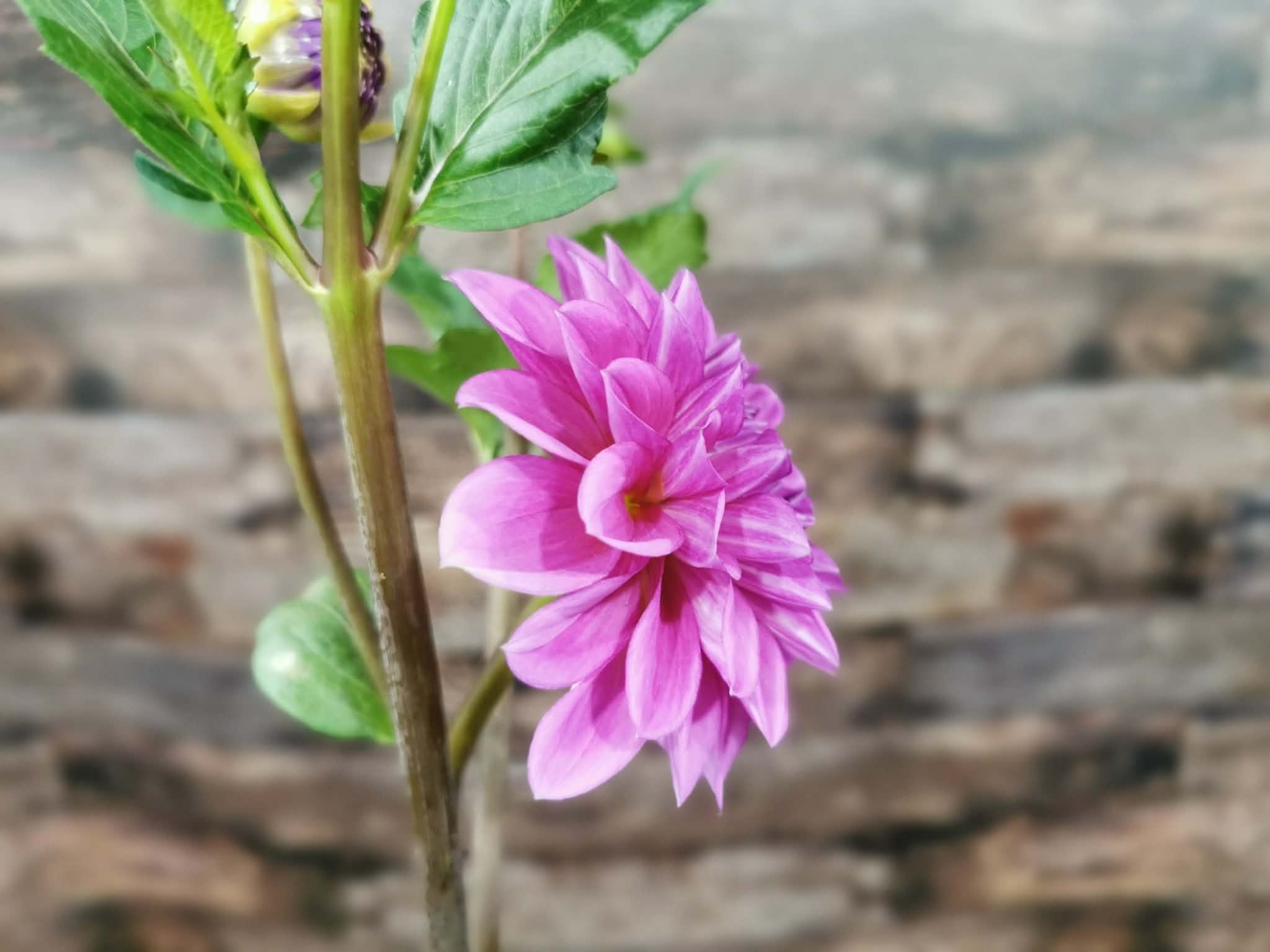 Florelie Baroness